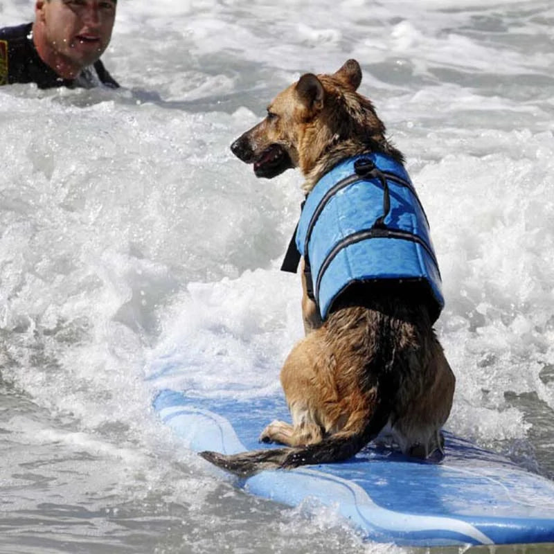 Dog Life Vest