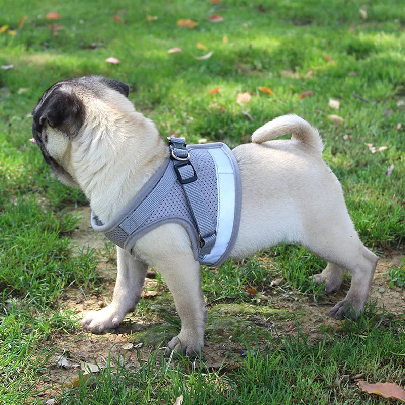 Secure Reflective Harness Set For Small Pets