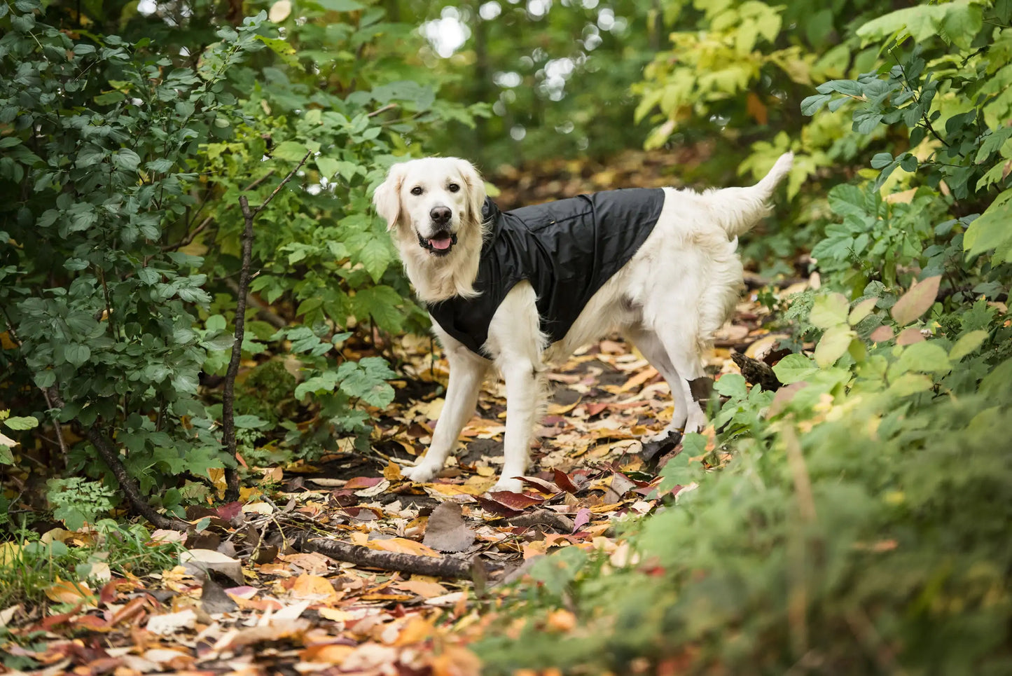 Black Packable Army Dog Raincoat