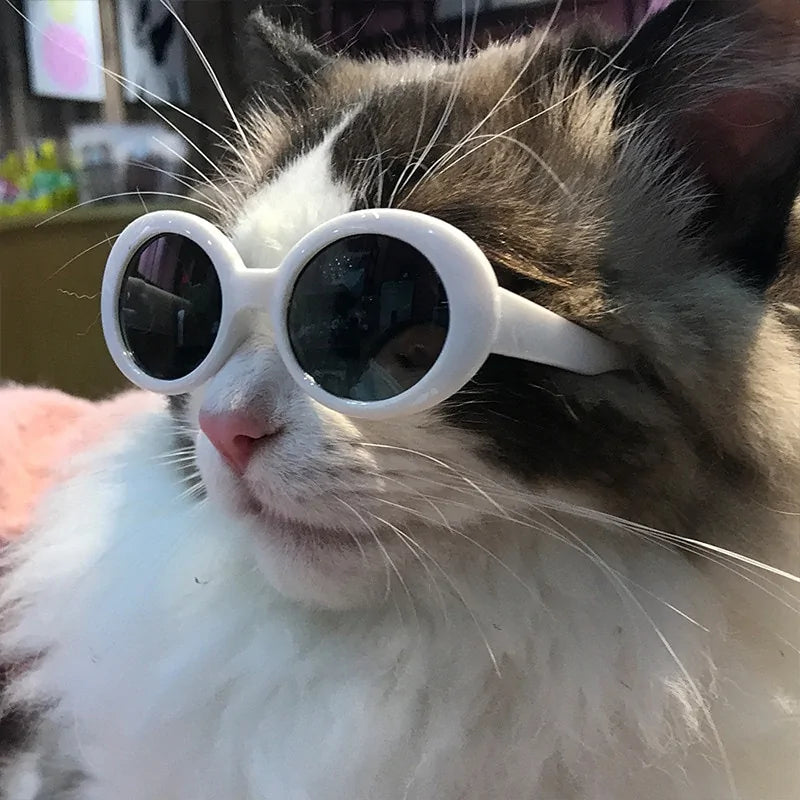 Cat Sunglasses